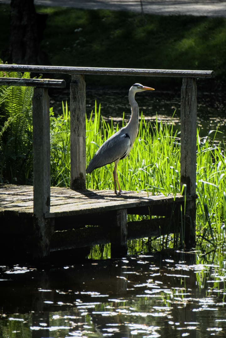 Heron on the dock