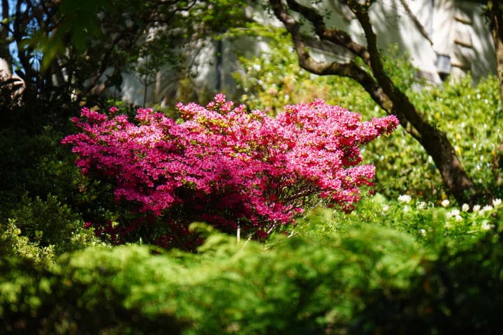 Bodnant Azaleas