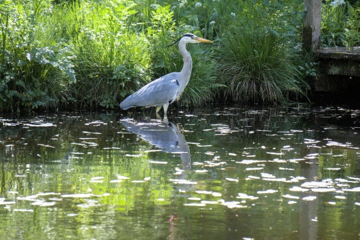 Heron